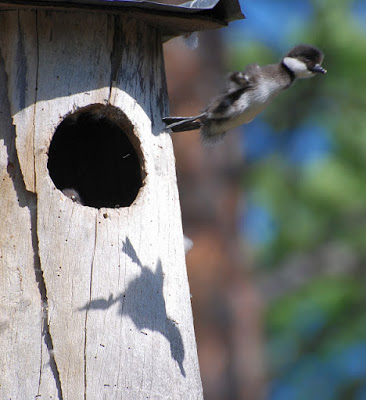 Foto vía http://naturen-ar-fantastisk.blogspot.ca/p/i-knipans-varld.html