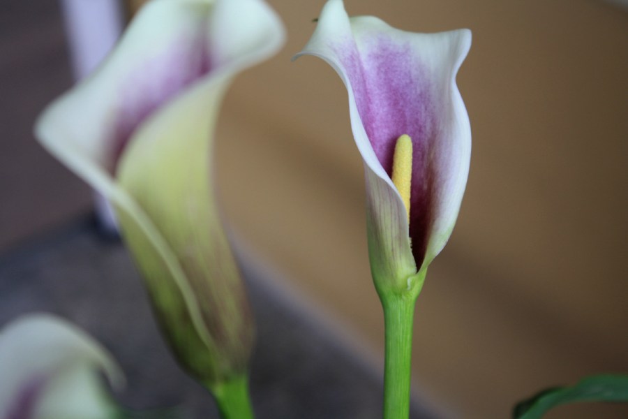 Leyla http://darkpink.wordpress.com/2014/05/08/alcatraces-para-mi-madre/