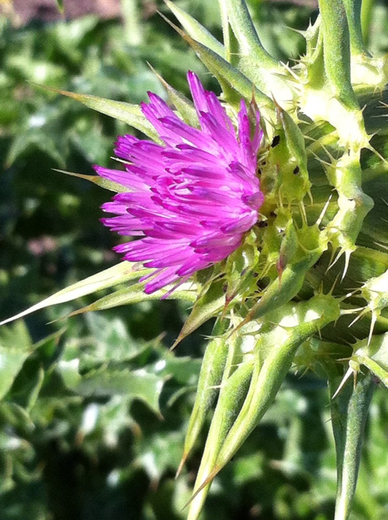 Foto: Marcelo Romero Pérez (Mil gracias)