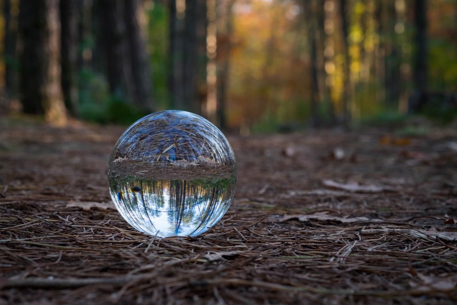 Small forest in a sphere. Karin Hardorff- Tebes