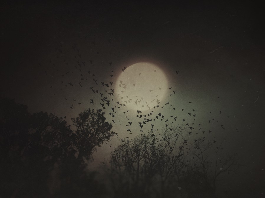 Restless Sleep. Foto: Susan Blase. Todos los derechos reservados