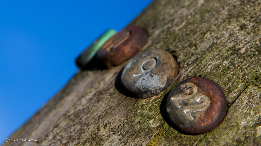 Button(s). Foto: Sabine Hollmann.Todos los derechos reservados. 