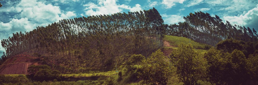 Eucalyptus. Foto: Vitor Machado.Todos los derechos reservados. 