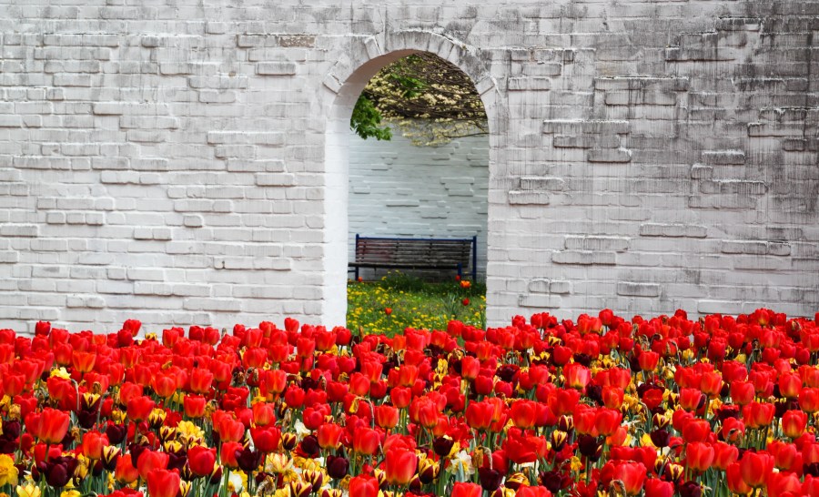 Tulips. Gerhard Gellinger . CC0 Public Domain.