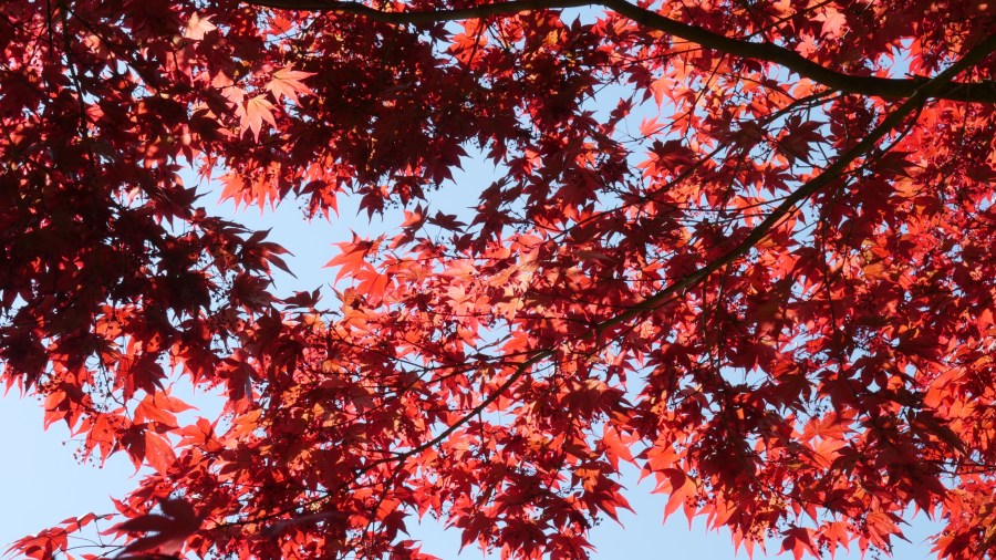 Red Maple. Foto: Florian Jung. CC0 Public Domain. 