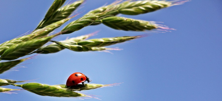 Ladybug. Foto: Silvia & Frank. CC0 Public Domain-