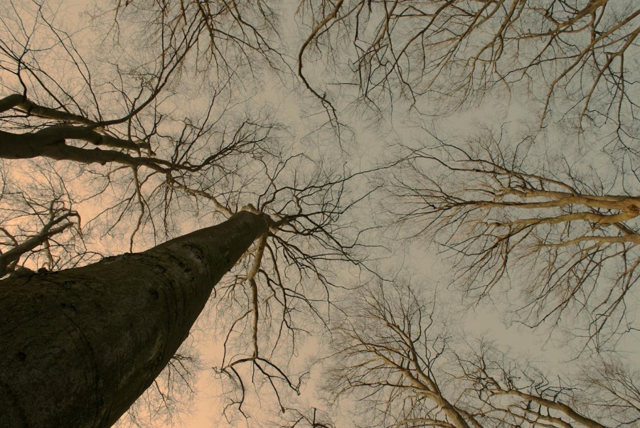 Forest. Foto: Michael Ernst. CC0 Public Domain.