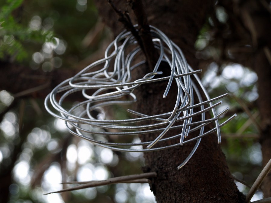 Thorn tree. Foto: Juanita Mulder. CC0 Public Domain.