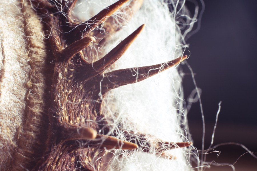 Chesnut. Foto: Christoph Schütz. CC0 Public Domain.