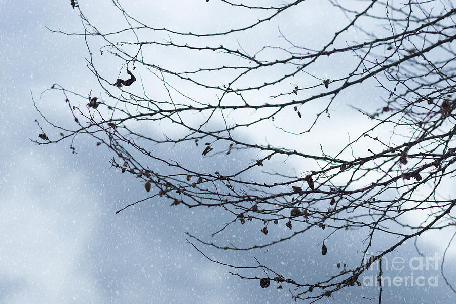 Tree branches. Foto: Noppharat Manakul. All rights reserved. 