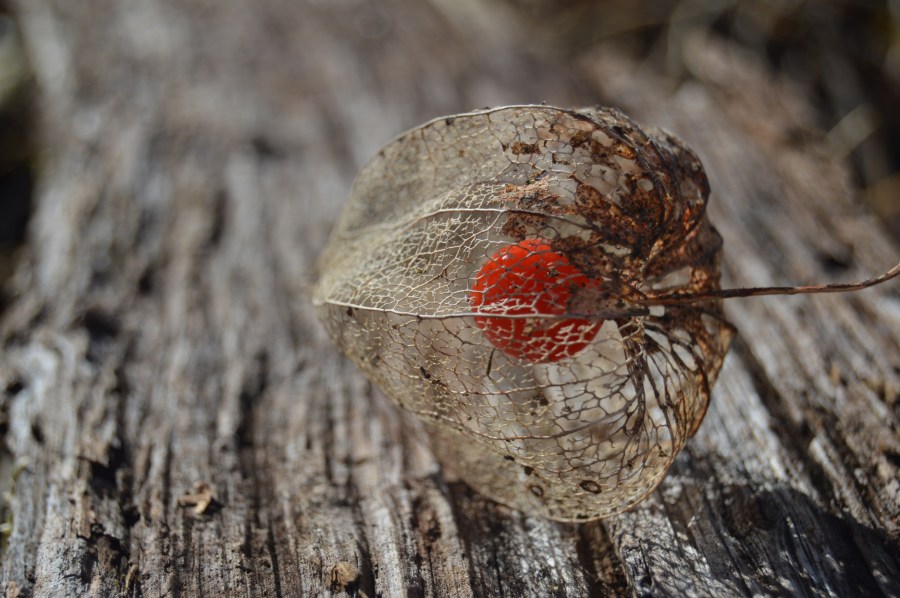 Lampions. Foto: Tomaž Jevšenak. CC0 Public Domain.
