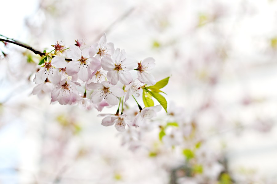 Cherry blossom. Foto: Unsplash. CC0 Public Domain.